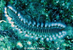 Fireworm ...dangerous, but very nice by Meltem Coutts 